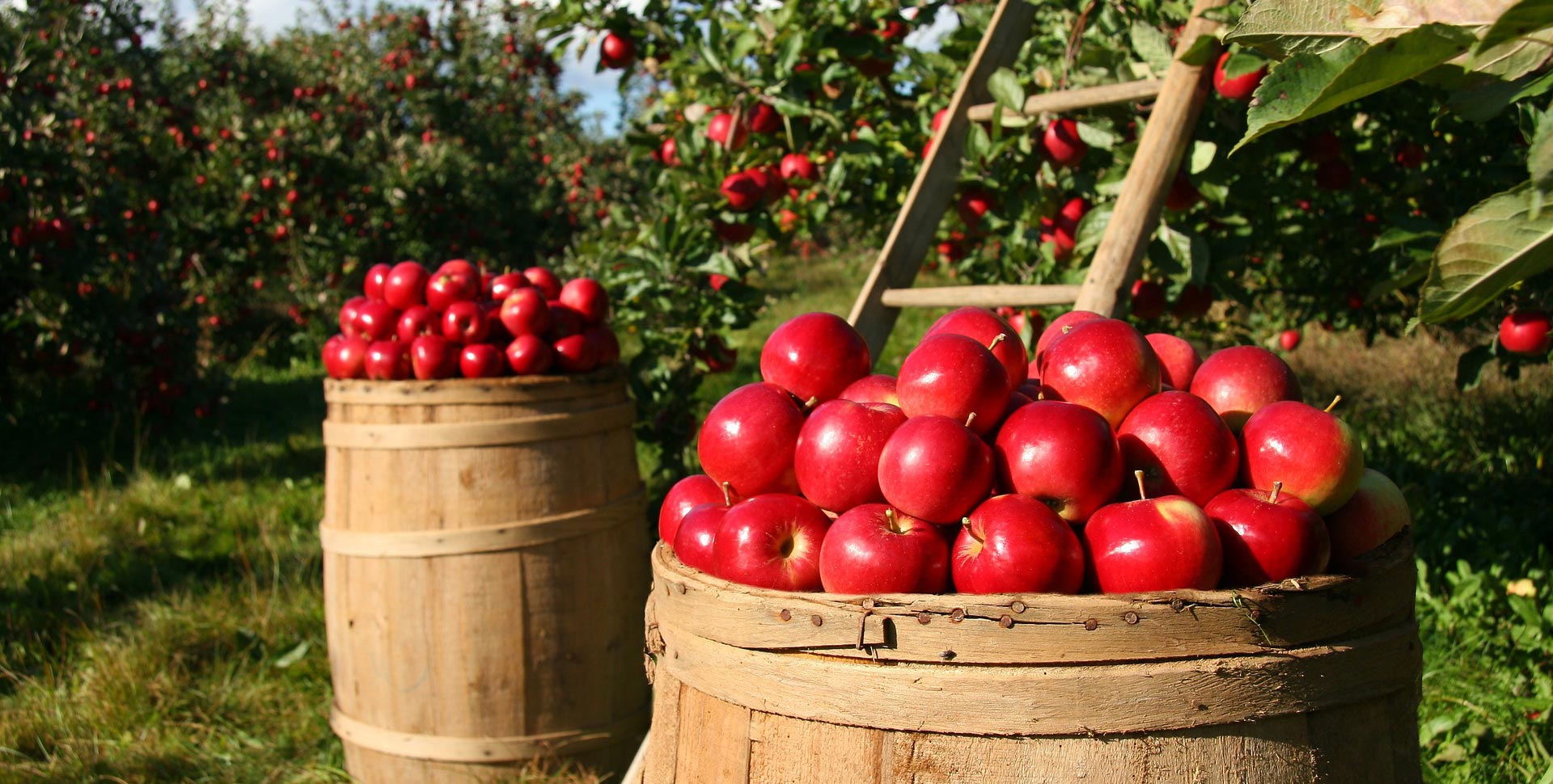 Banner de cestas com maçãs